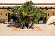 agave_lq3