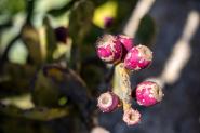 agave_lq53